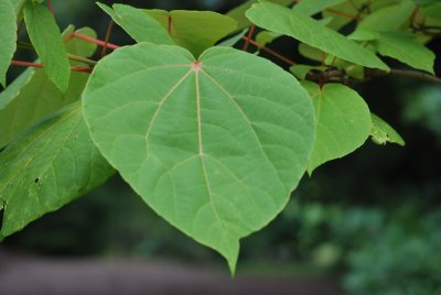 Idesia polycarpa - idesie mnohoplodá - list